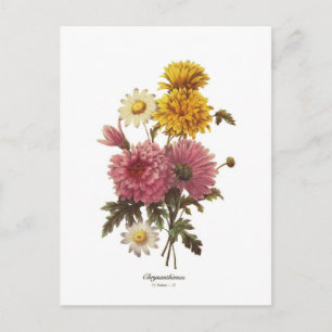 Chrysanthemums Briefkaart
