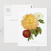 Chrysanthemums Briefkaart (Voorkant / Achterkant)