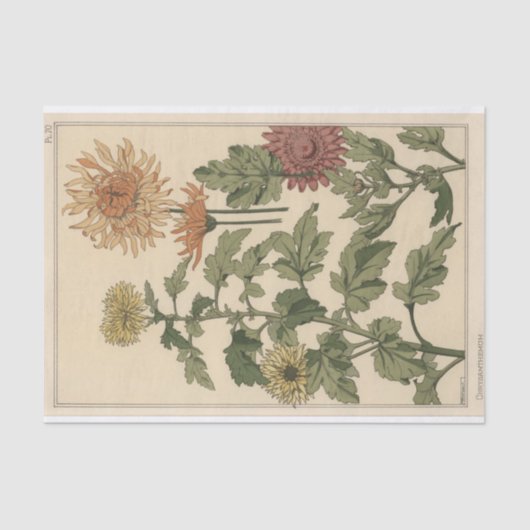 Chrysanthemums, Eugene Grasset's Botany-serie Tissuepapier (Voorkant)
