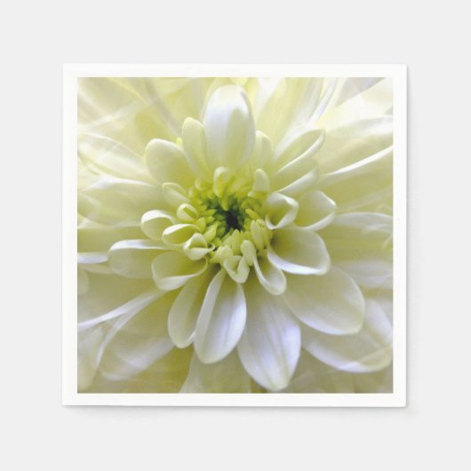 CHRYSANTHEMUMS SERVET (Voorkant)