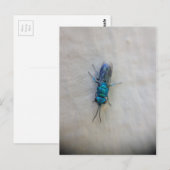 Chrysididae - Cuckoo wasp Briefkaart (Voorkant / Achterkant)