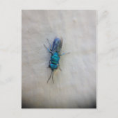 Chrysididae - Cuckoo wasp Briefkaart (Voorkant)