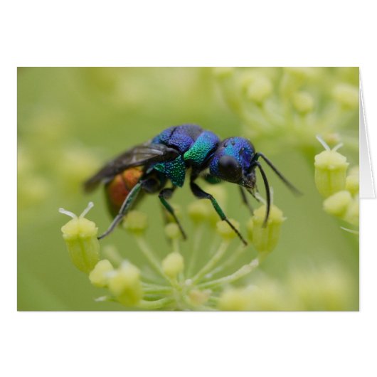 Chrysis austriaca (Voorkant Horizontaal)
