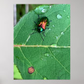 Chrysochus Beetle Shiny Beetle Poster (Voorkant)