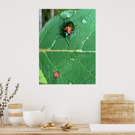 Chrysochus Beetle Shiny Beetle Poster (Keuken)