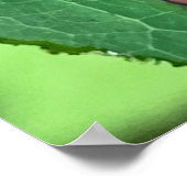 Chrysochus Beetle Shiny Beetle Poster (Hoek)