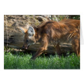 Chrysocyon brachyurus (Voorkant Horizontaal)