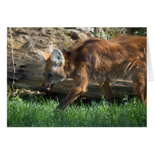 Chrysocyon brachyurus (Voorkant Horizontaal)