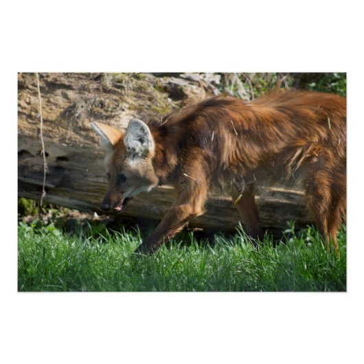 Chrysocyon brachyurus perfect poster (Voorkant)