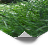 Chrysocyon brachyurus poster (Hoek)