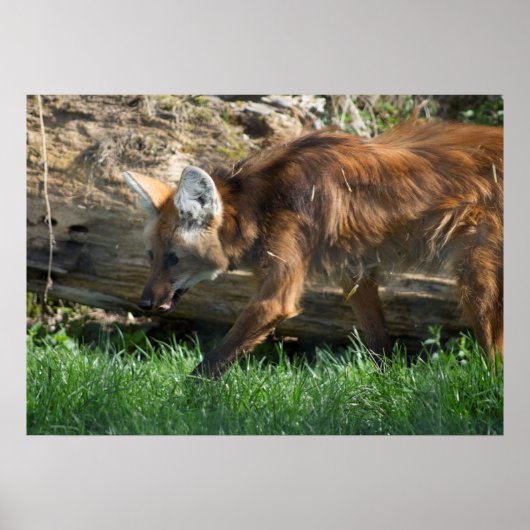 Chrysocyon brachyurus poster (Voorkant)