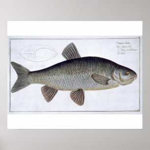 Chub (Cyprinus Jeses) bord VI uit "Ichthyologie", Poster