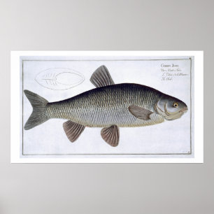 Chub (Cyprinus Jeses) bord VI uit "Ichthyologie", Poster