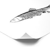 Chub Fish Drawing Foto Afdruk (Hoek)