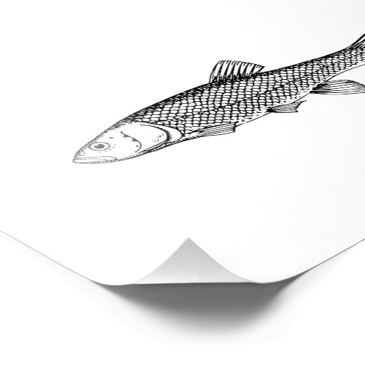 Chub Fish Drawing Foto Afdruk (Hoek)