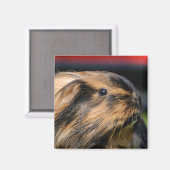 Chubbles magneet (Voorkant / Achterkant)