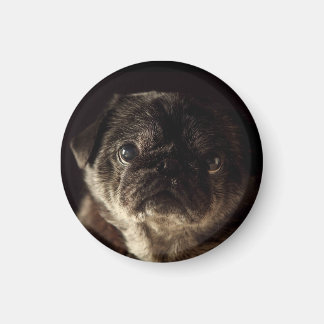 Chubbs De Wampug Zwart op Zwarte Magneet