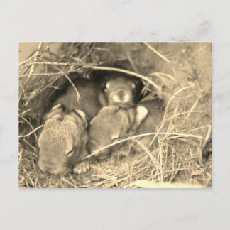 Chubby Bunny Challenge - Briefkaart