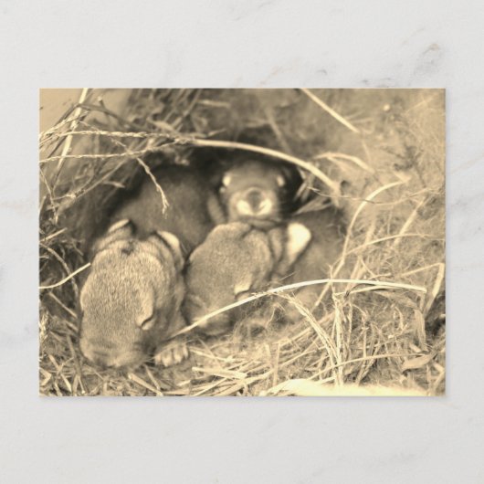 Chubby Bunny Challenge - Briefkaart (Voorkant)