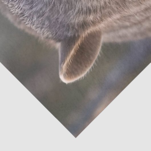 Chubby, de Australische wombat, Tissuepapier (Detail)