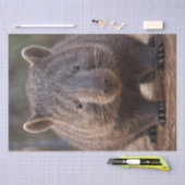 Chubby, de Australische wombat, Tissuepapier (Craft)