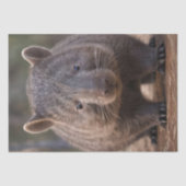 Chubby, de Australische wombat, Tissuepapier (Voorkant)