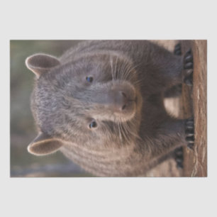 Chubby, de Australische wombat, Tissuepapier
