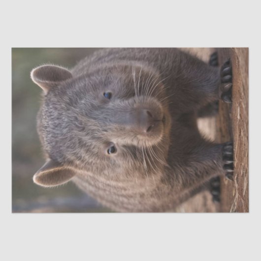 Chubby, de Australische wombat, Tissuepapier (Voorkant)