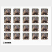 Chubby, de Australische wombat, Vierkante Sticker (Vel)