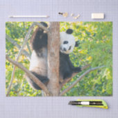 Chubby Giant Panda in een boomweefselpapier Tissuepapier (Craft)