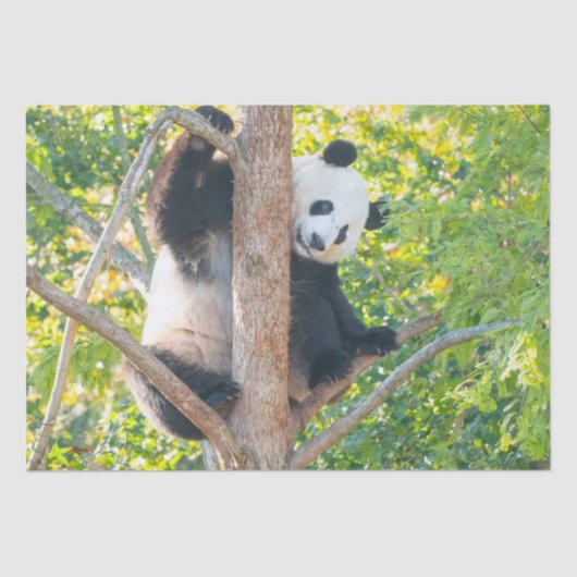 Chubby Giant Panda in een boomweefselpapier Tissuepapier (Voorkant)