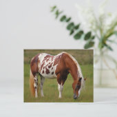 Chubby Pinto Mustang Paard Briefkaart (Staand voorkant)