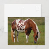 Chubby Pinto Mustang Paard Briefkaart (Voorkant / Achterkant)