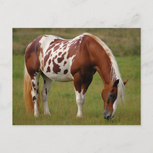 Chubby Pinto Mustang Paard Briefkaart