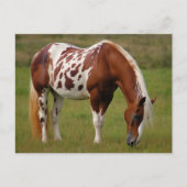Chubby Pinto Mustang Paard Briefkaart (Voorkant)