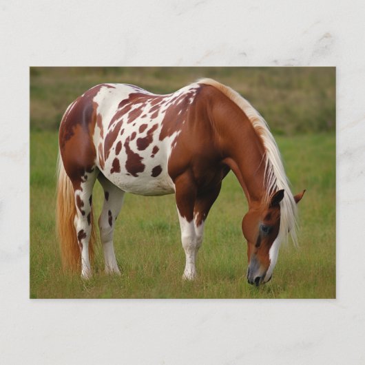 Chubby Pinto Mustang Paard Briefkaart (Voorkant)
