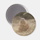 Chubby Prairie Dog Magneet (Voorkant / Achterkant)