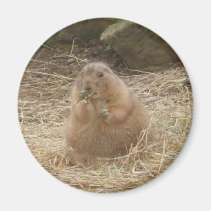 Chubby Prairie Dog Magneet
