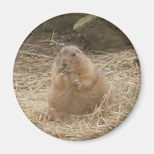 Chubby Prairie Dog Magneet (Voorkant)
