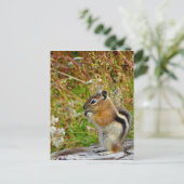 Chubby schattige chipmunk op houten stump briefkaart (Staand voorkant)