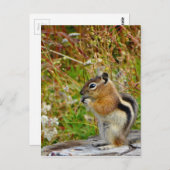 Chubby schattige chipmunk op houten stump briefkaart (Voorkant / Achterkant)