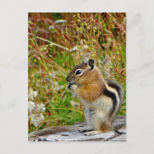 Chubby schattige chipmunk op houten stump briefkaart