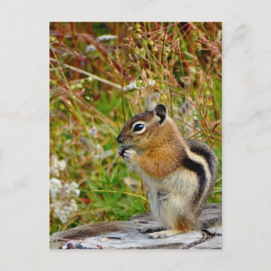 Chubby schattige chipmunk op houten stump briefkaart (Voorkant)