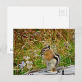 Chubby schattige chipmunk op houten stump briefkaart (Voorkant / Achterkant)