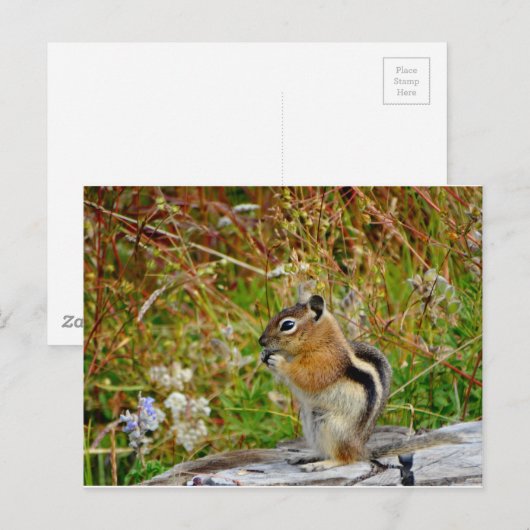 Chubby schattige chipmunk op houten stump briefkaart (Voorkant / Achterkant)