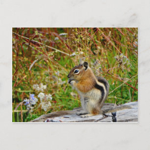 Chubby schattige chipmunk op houten stump briefkaart