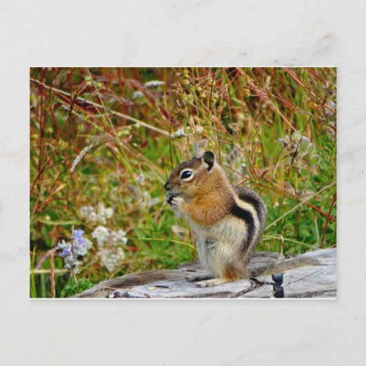 Chubby schattige chipmunk op houten stump briefkaart (Voorkant)