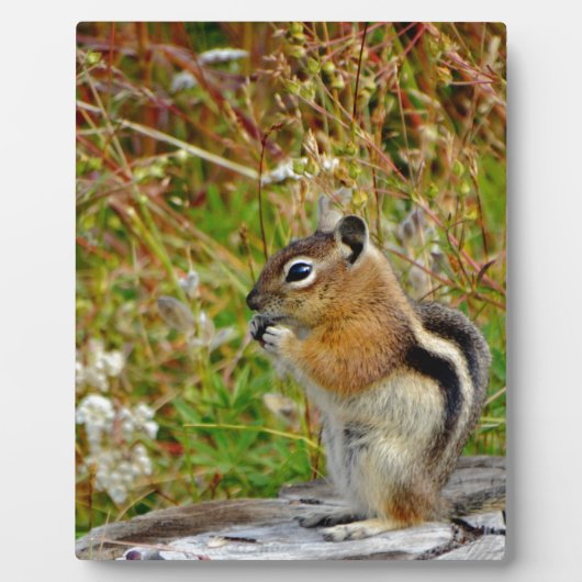 Chubby schattige chipmunk op houten stump fotoplaat (Voorkant)