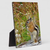 Chubby schattige chipmunk op houten stump fotoplaat (Zijkant)