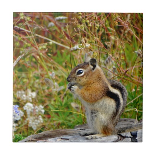 Chubby schattige chipmunk op houten stump tegeltje (Voorkant)